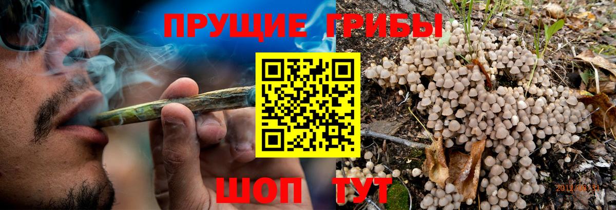 Галлюциногенные грибы Psilocybine cubensis Северск